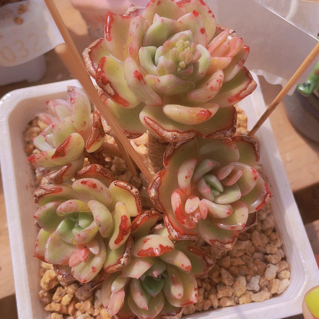 千山雪小树有叶伤