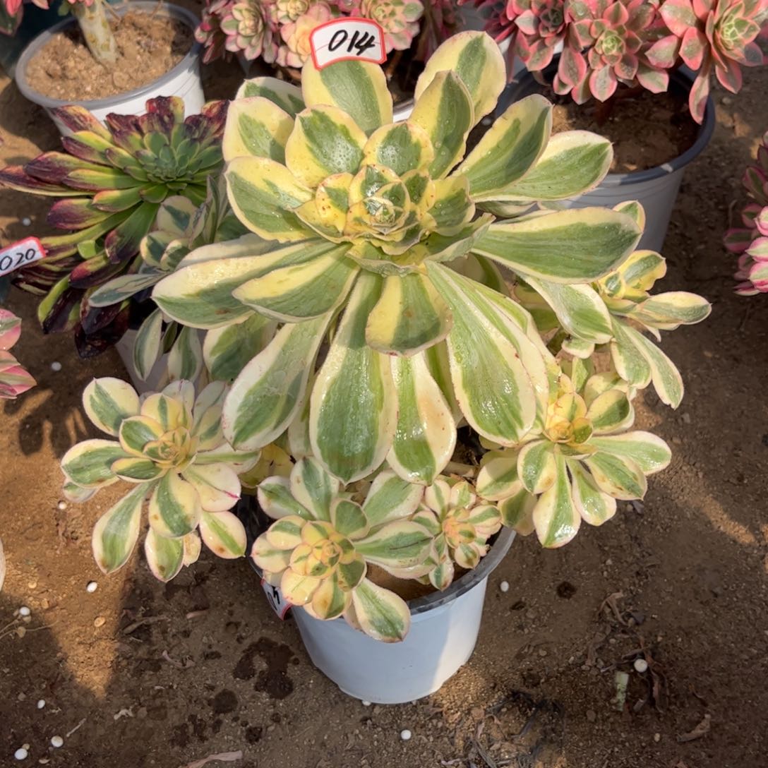 021多肉植物艳姿锦