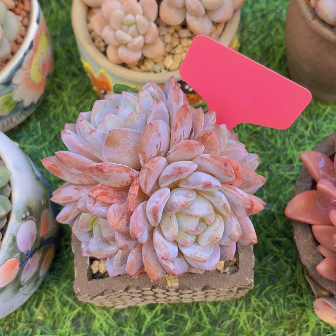 冰***梅云南金致家精品多肉