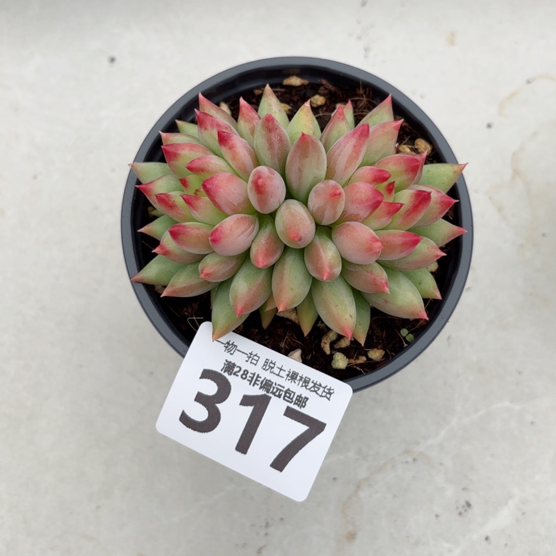 落***落虞美人老桩无盆土发货