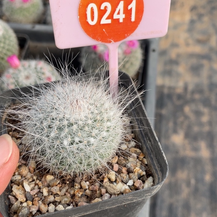 ****喵实生渔翁02410000000