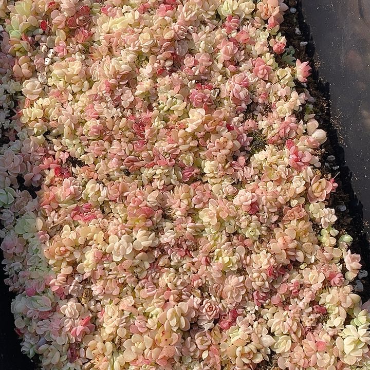 144 多肉植物盆栽花卉盆栽