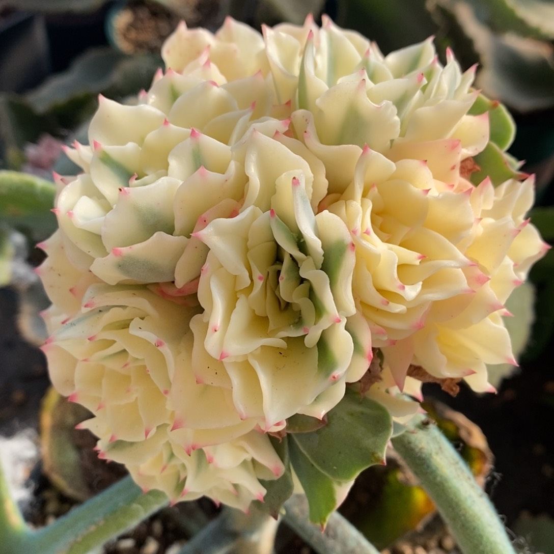 海啸锦群 小方花圃一物一拍