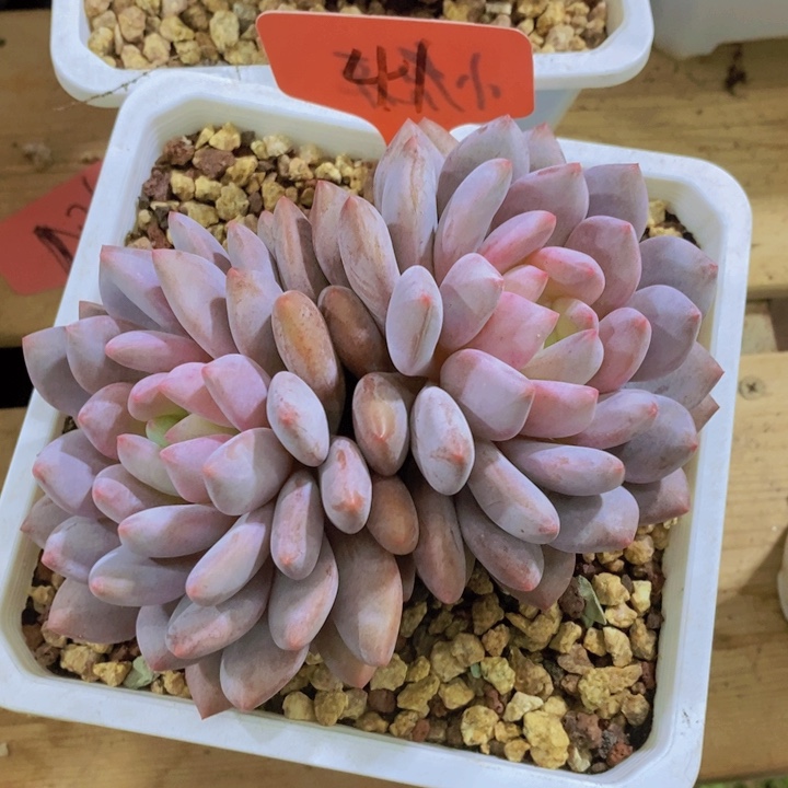 这么大岁数怎么会长出