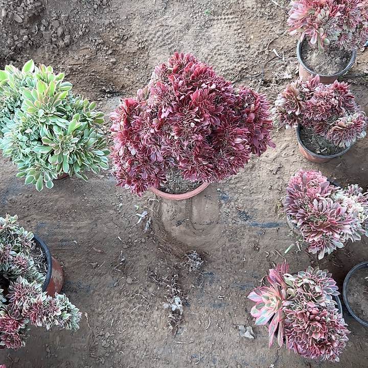 沐****?缀股脱土发货缀话