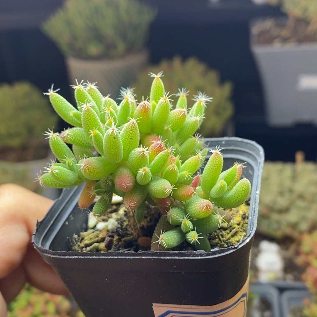 146号实生玉米枝干多肉