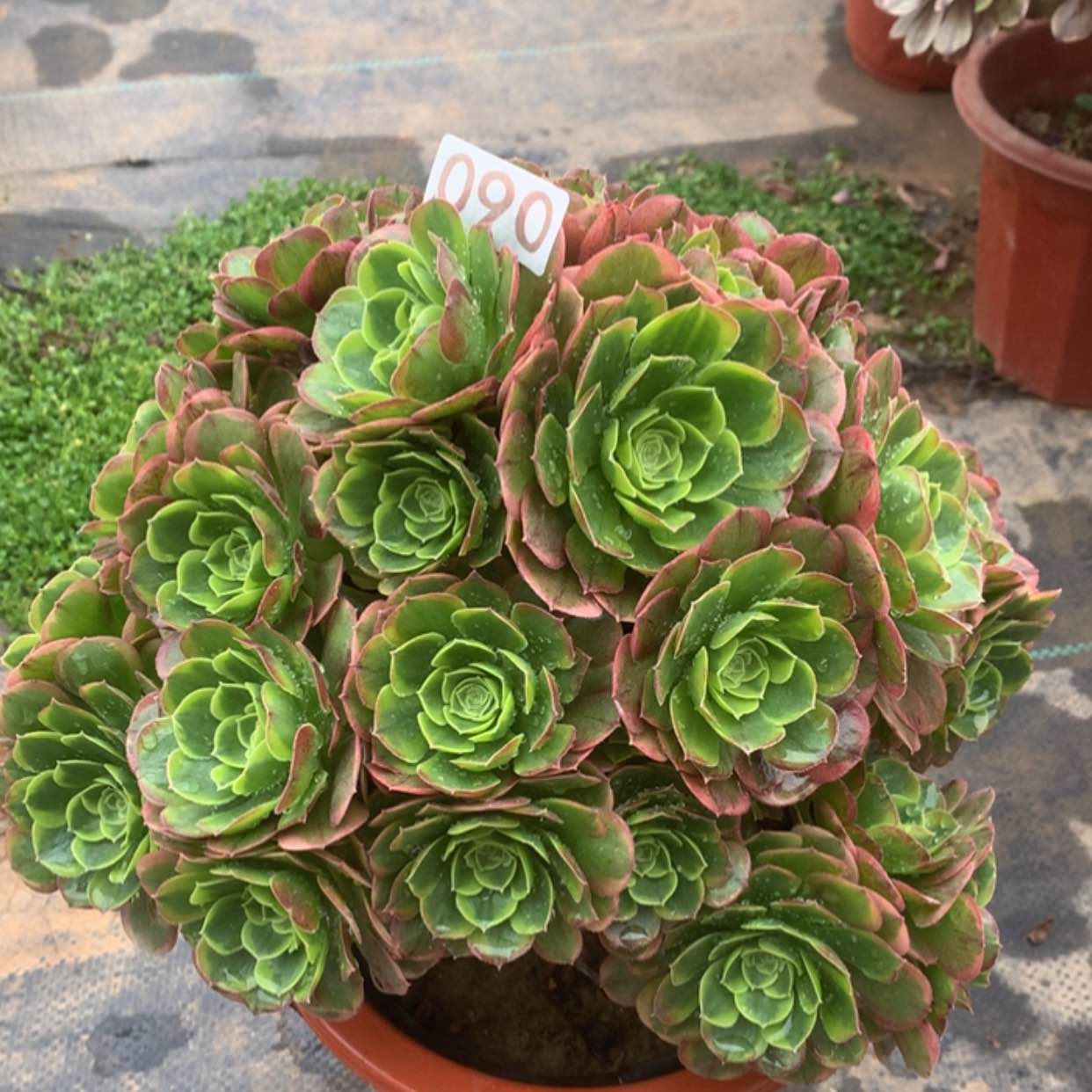 【闪购商品】90奶白