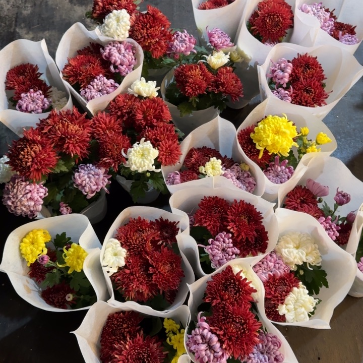 彩色龙爪菊（颜色不固定）