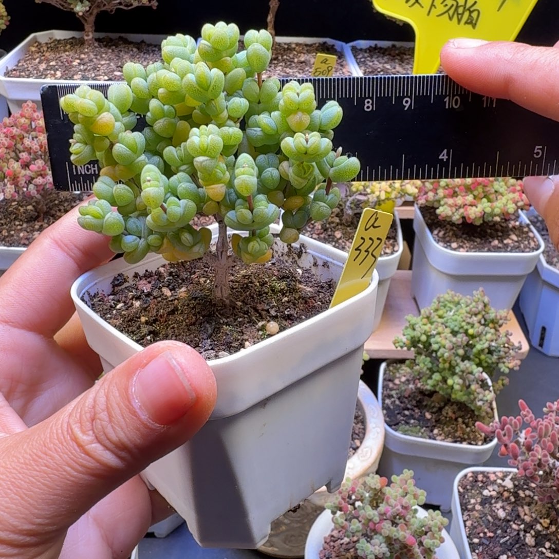 a333号元宝冠服6厘米左右