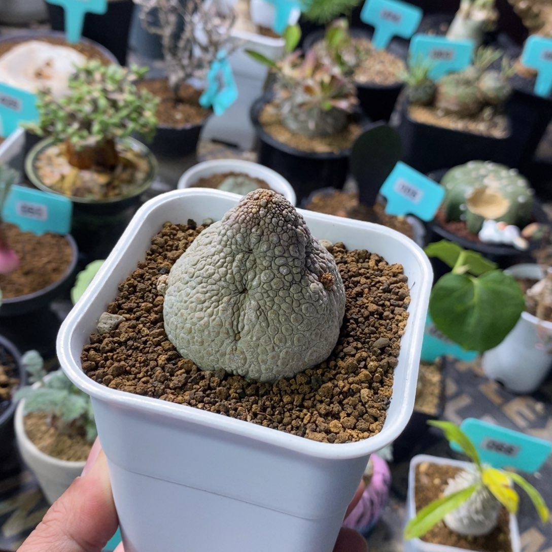 凝蹄玉多肉植物一个