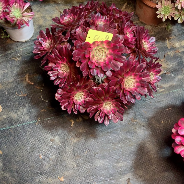 909红金刚多肉111111