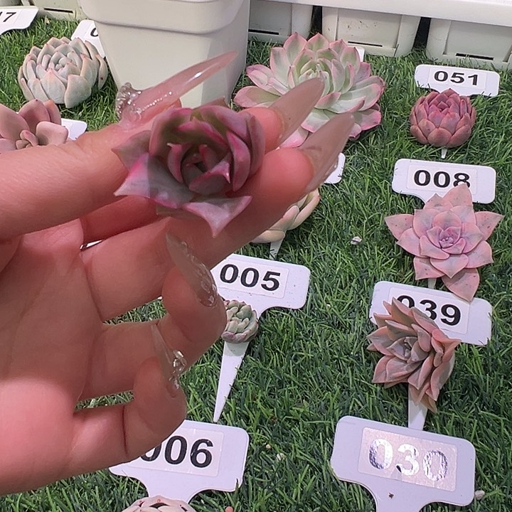 红白莲灯头盖一物一拍多肉植物