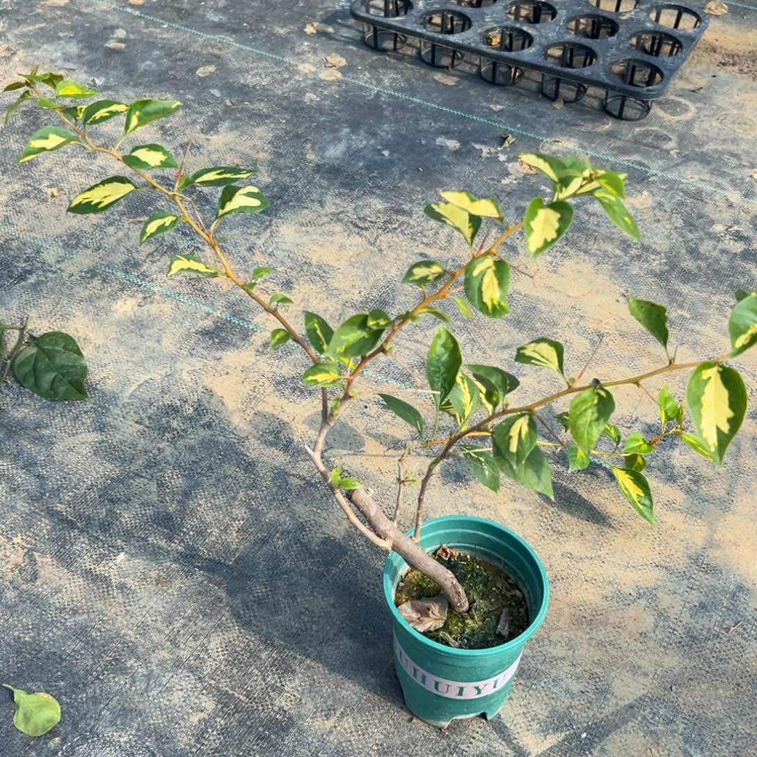 无花朵【17号黄白一棵】随机发货福利款不售后