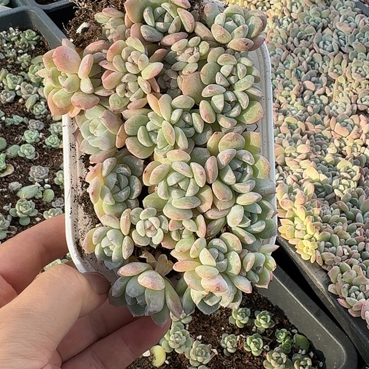 如图糖心方向梦露杂切糕随机一盒