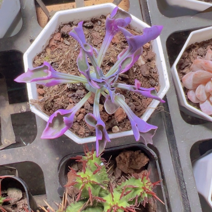 七宝树锦精品多肉植物