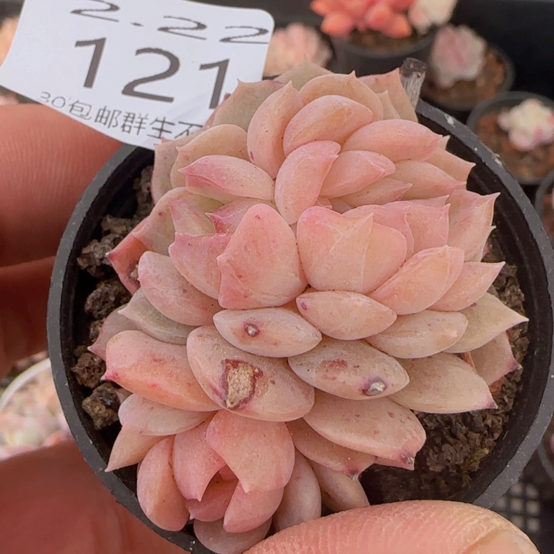 粉冰魄缀化双龙头缀