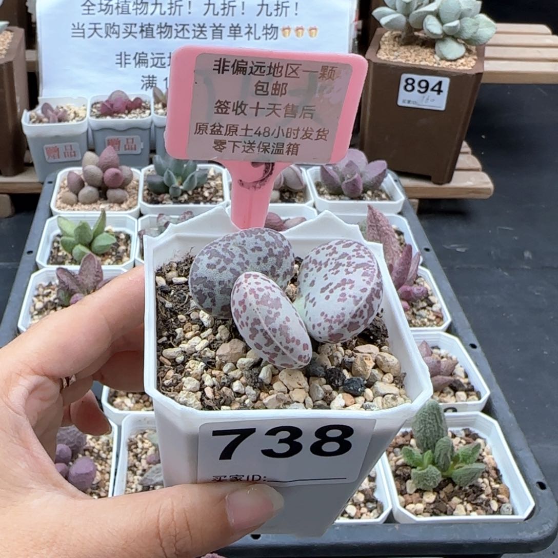 737巨型花旦多肉植物