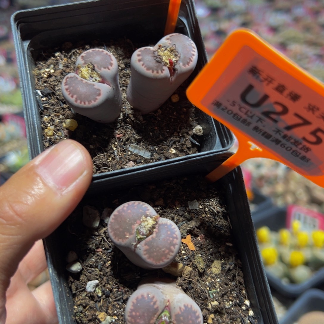 274.275 一物一拍，默认有伤，介意勿拍，不退不换