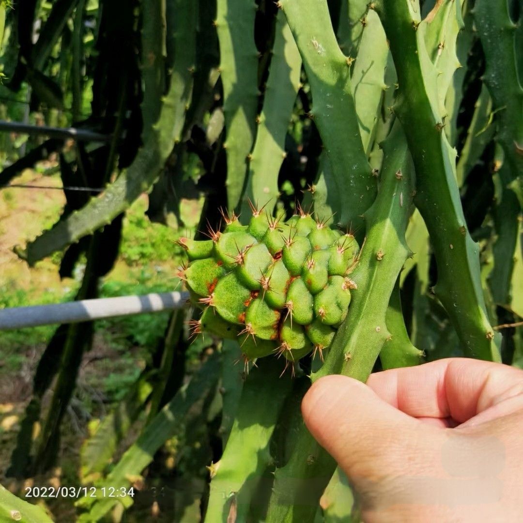 【下单现挖】红心红肉火龙果苗盆栽燕窝火龙果树苗南北方四季种植