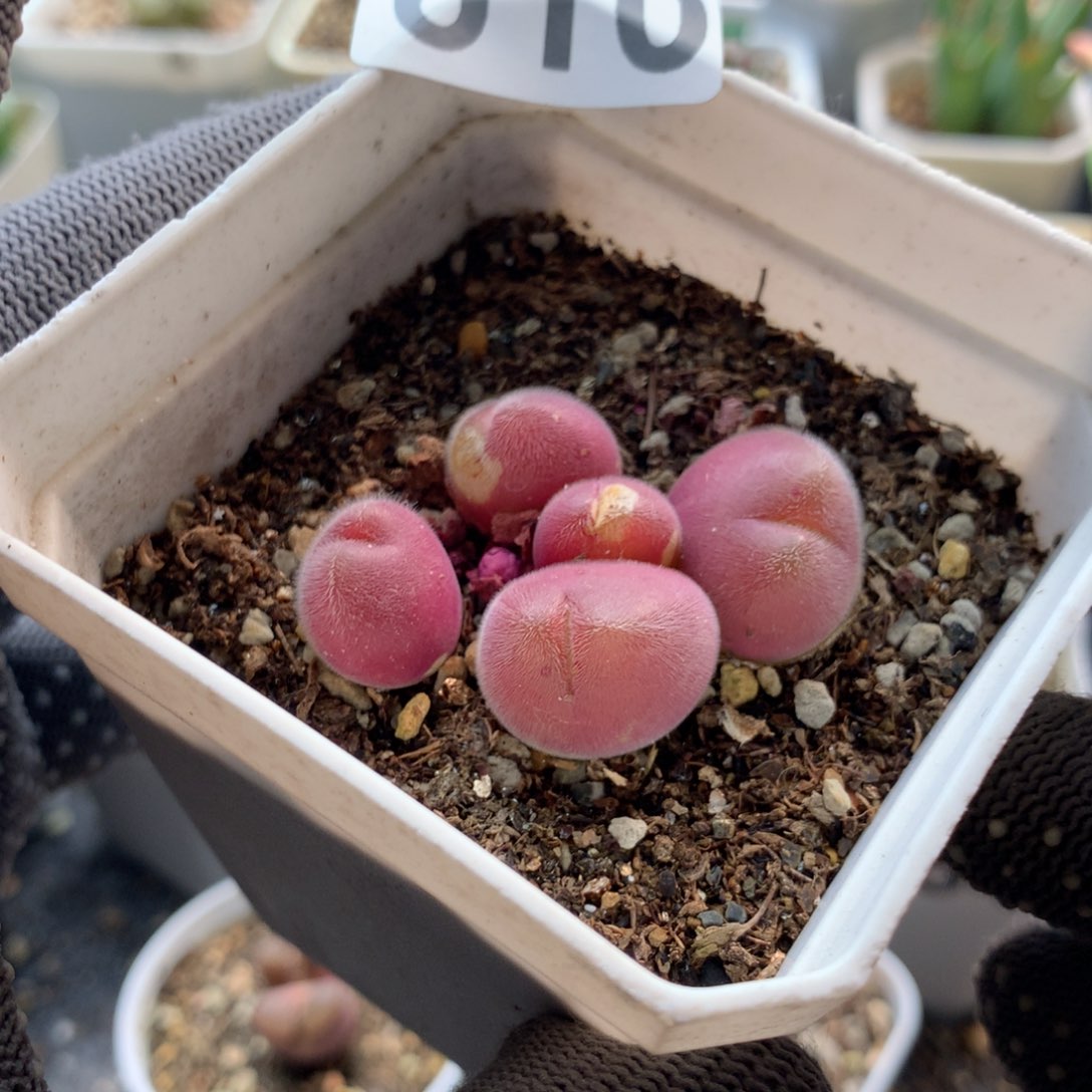 温*610毛翠滴母本一颗有伤