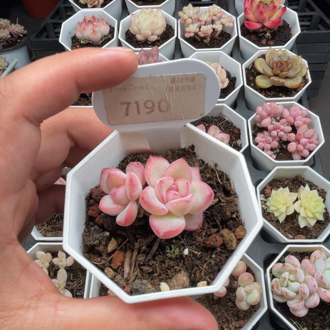 7190 奶油泡芙4.0厘米