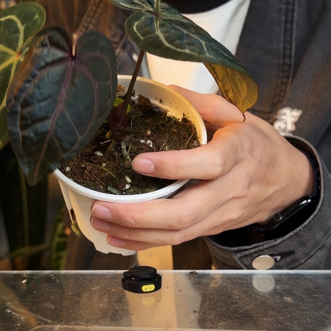 完全开放O129  王灵法师