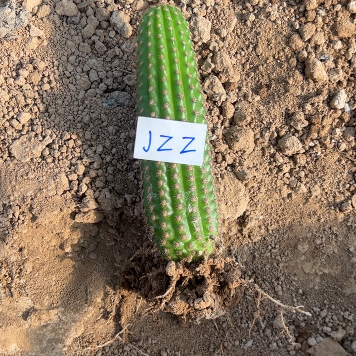 ¯***$J22金妞紫罗兰一颗15///