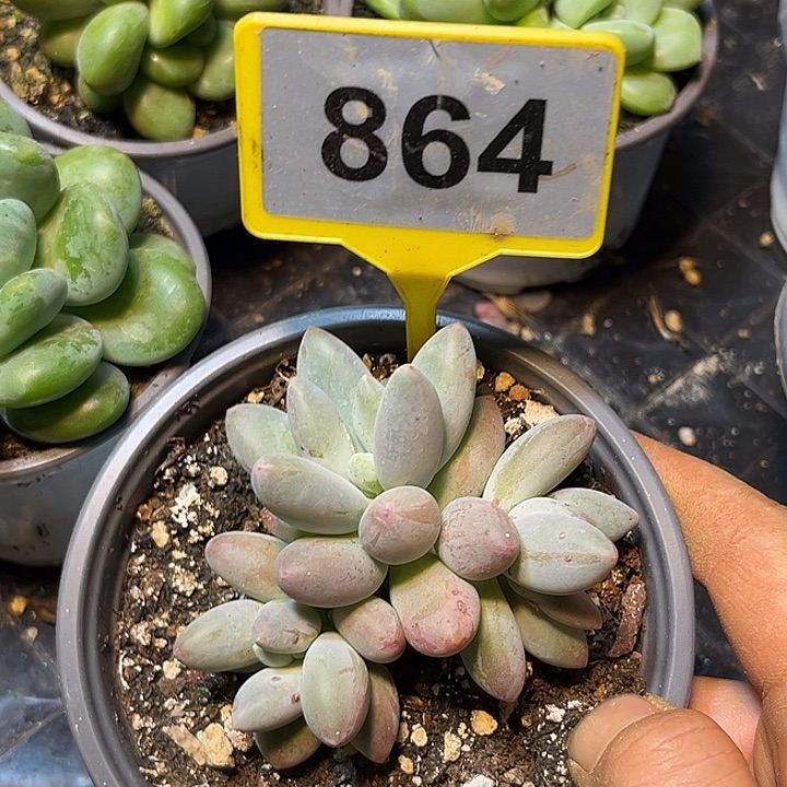 多肉植物白兰地864