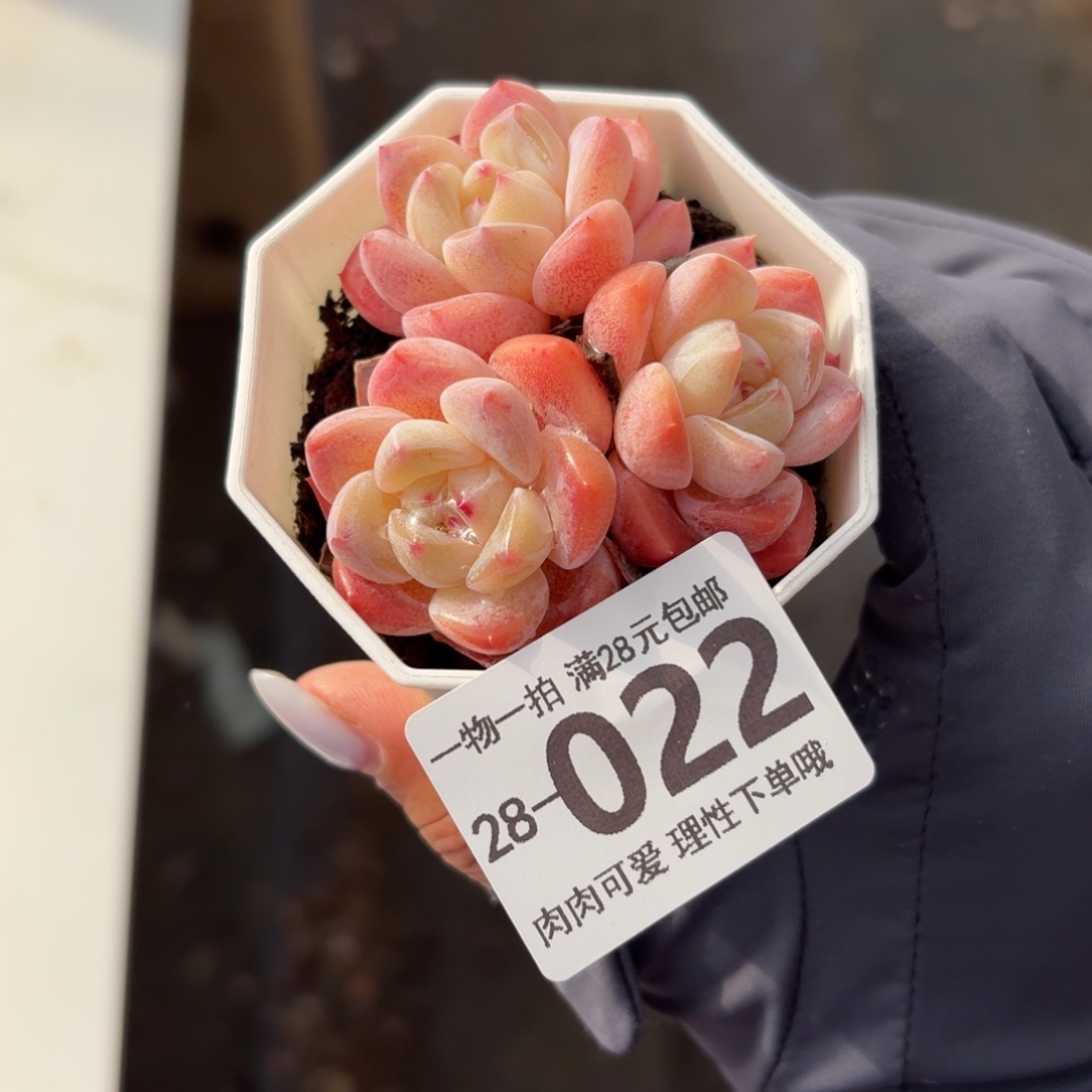 和田玉无盆土发货无