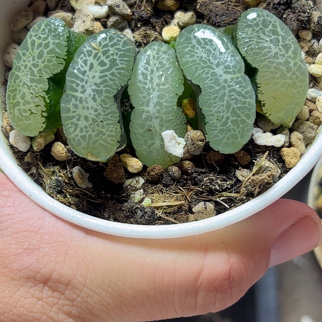 终极蓝玉扇十二卷多肉
