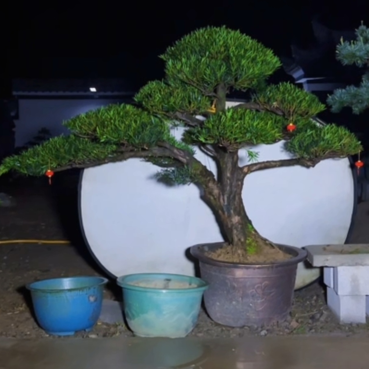 直播间一物一拍，非直播间请勿拍。罗汉松，徽州古梅，等各种高端盆景