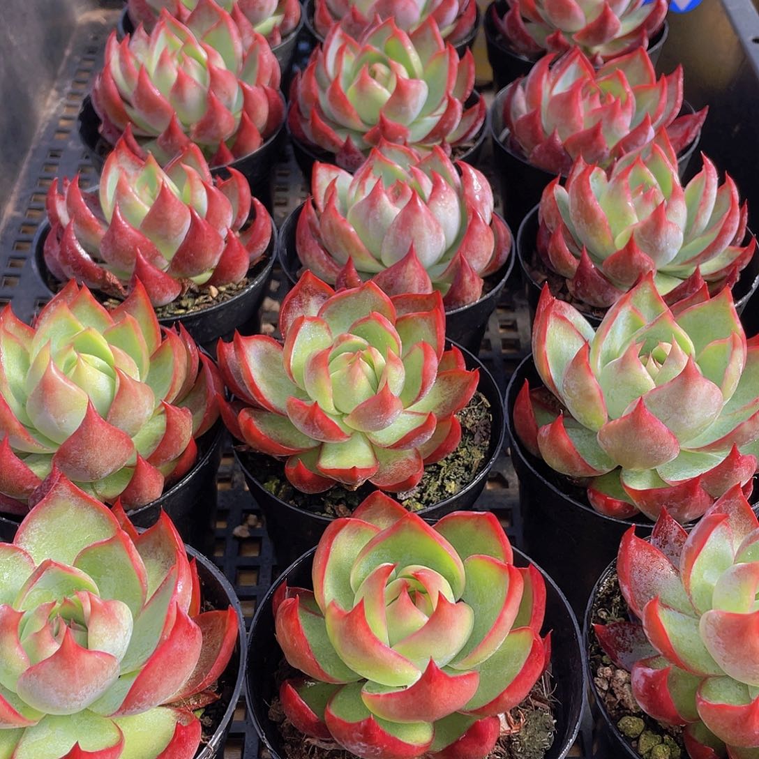 量拍31号 惊鸿仙子单头一个