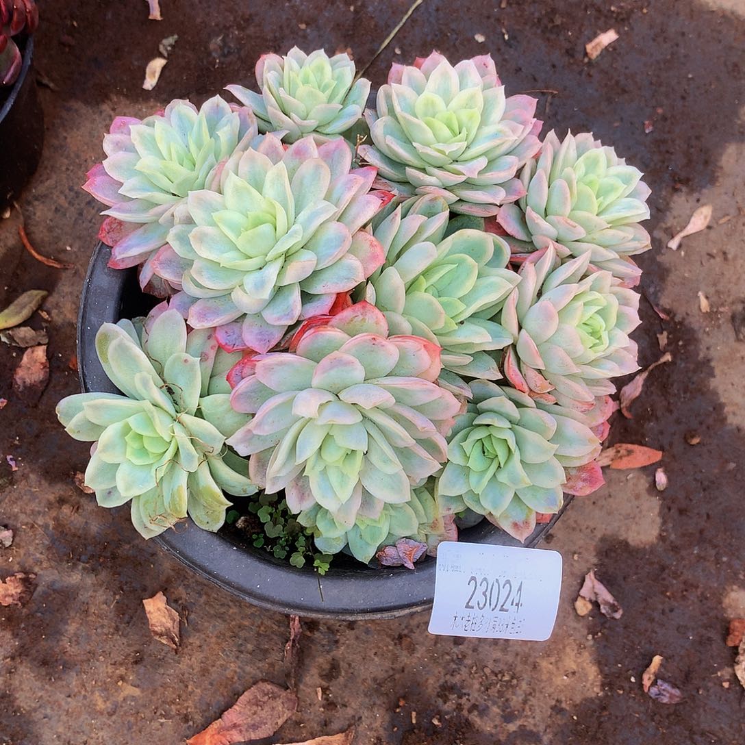 林***桐    冰山玫瑰锦多肉23024