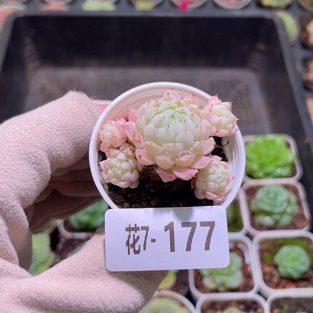 花利美7-177羊脂球