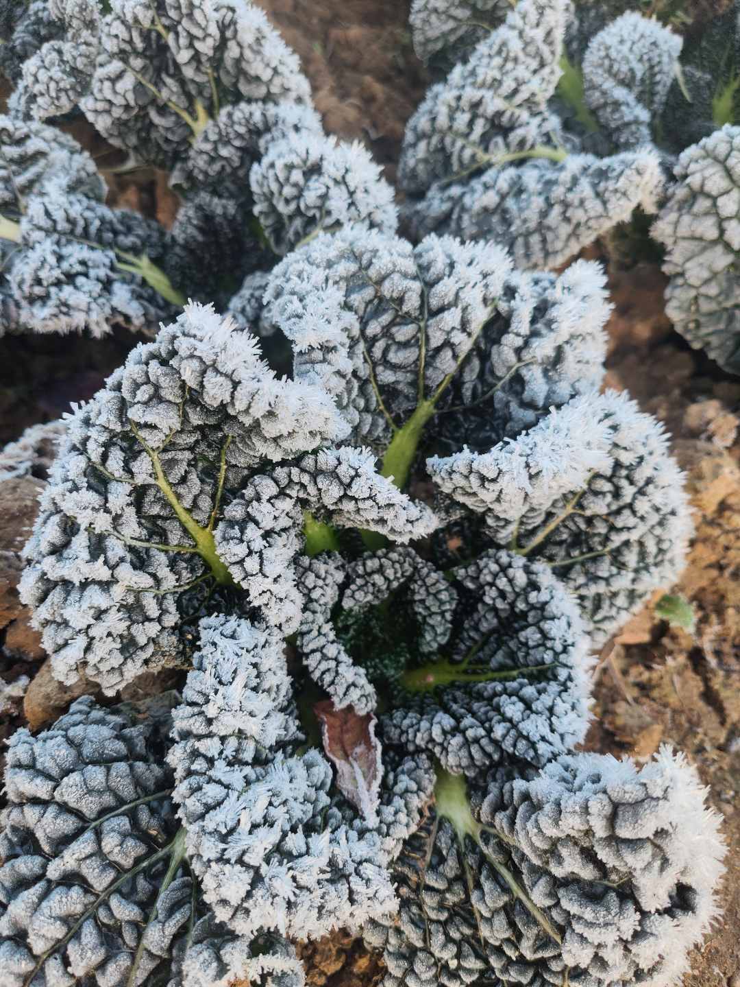 【随州泡泡青】打霜青菜原产地直发