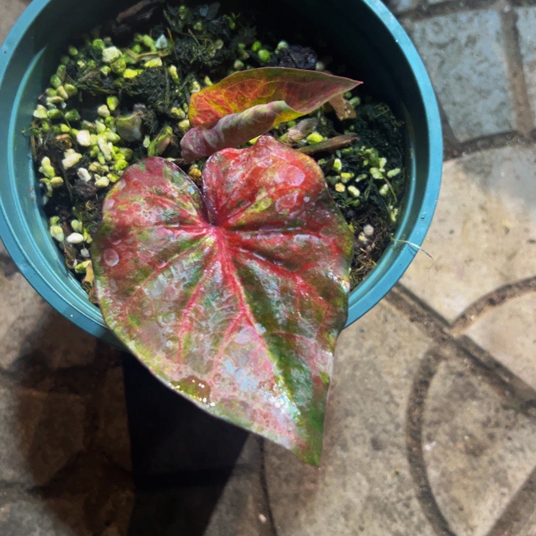 喜****完全开放6082泰彩