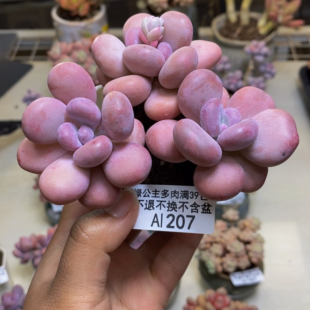 207橙雪球散三颗