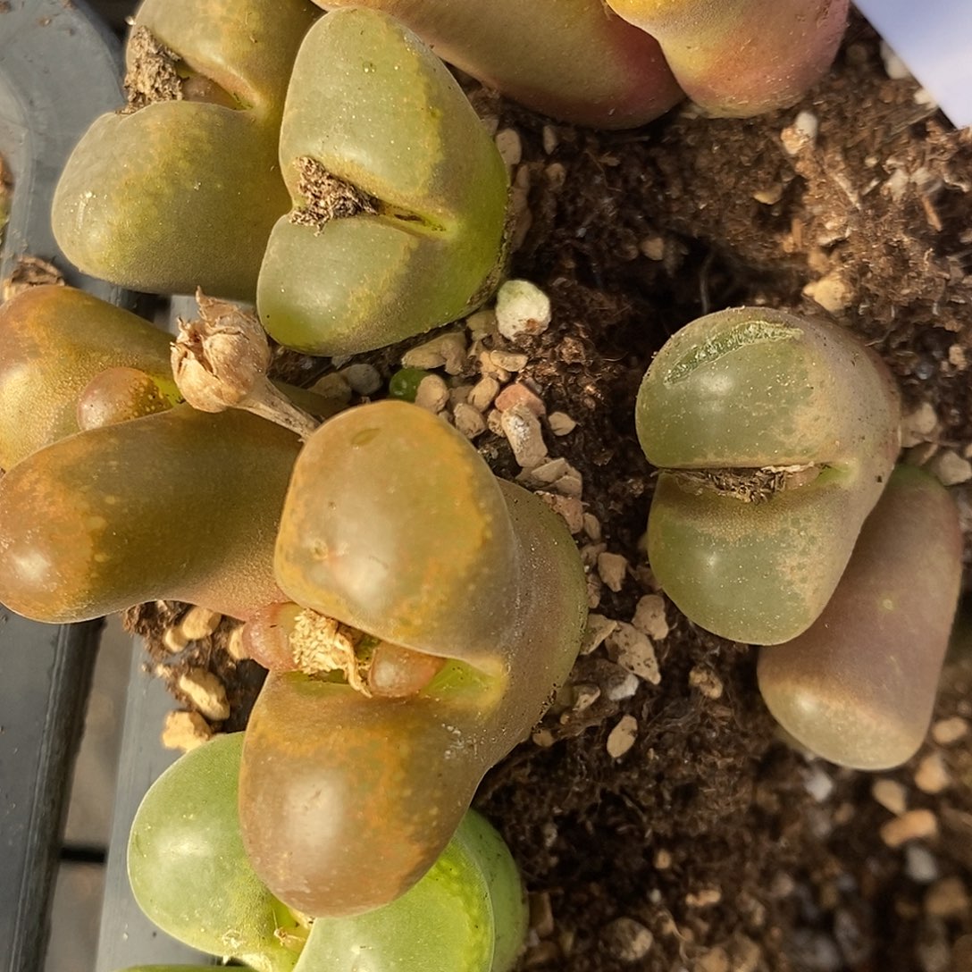 2688一组5颗有伤。 