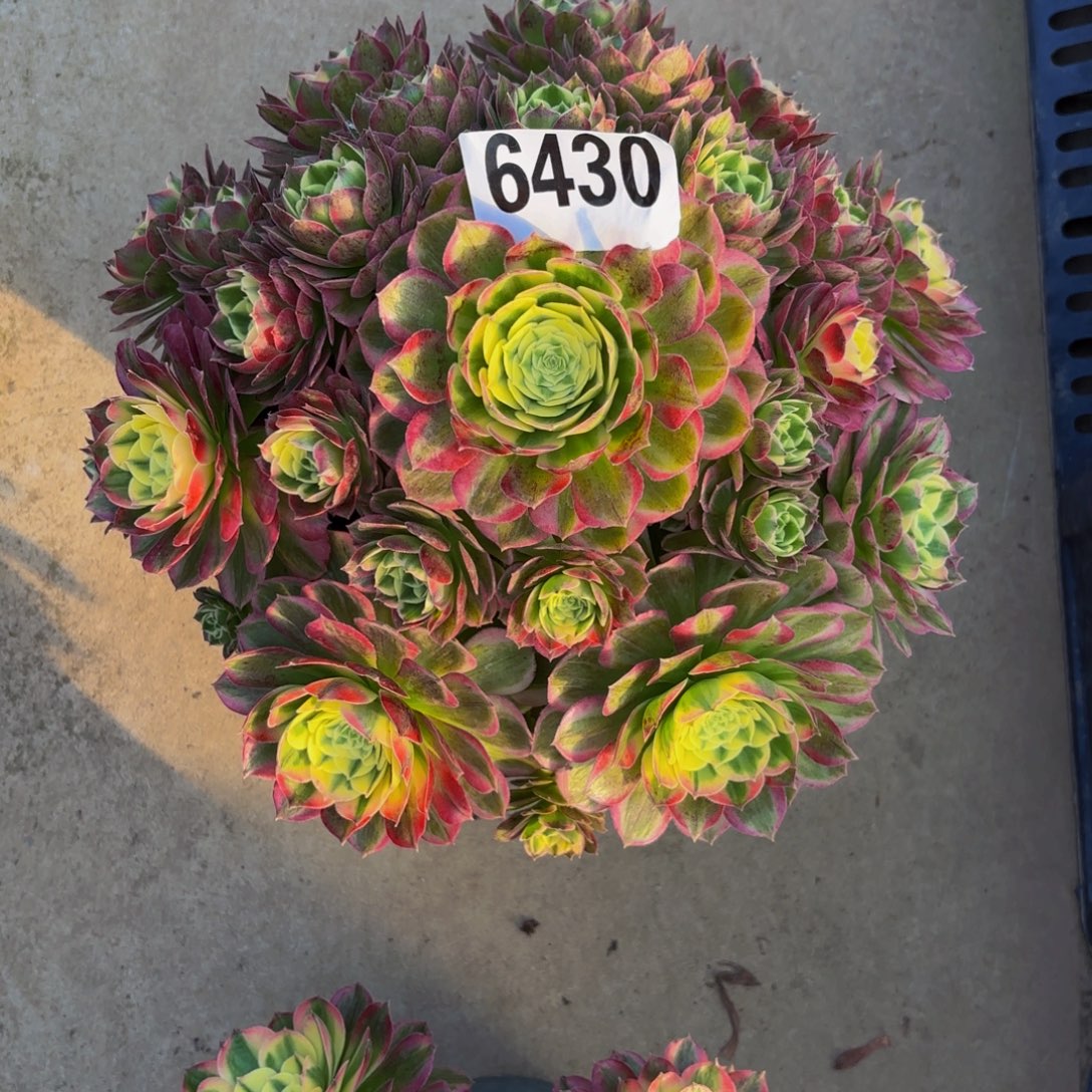 无花朵6430粉体海王111111