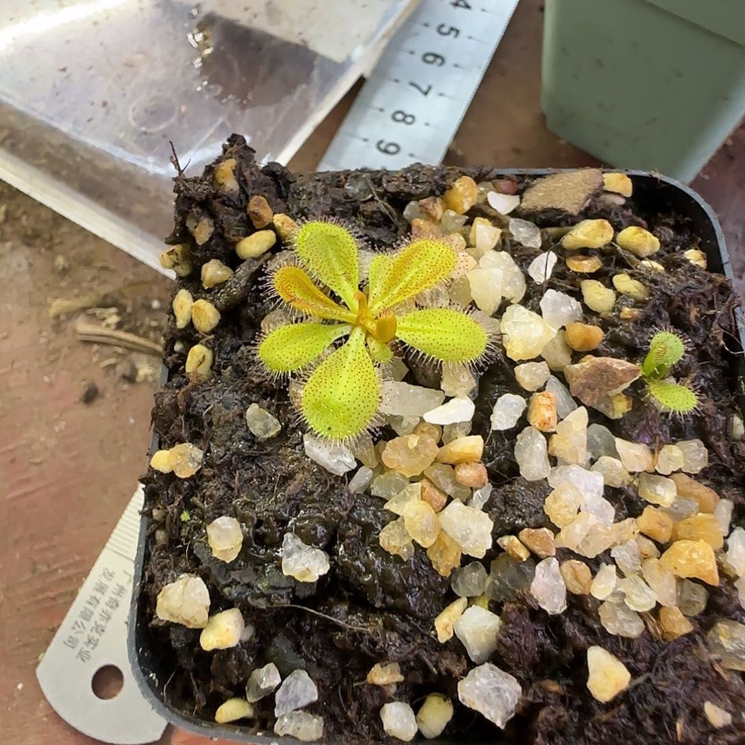 无花朵球根茅膏菜
