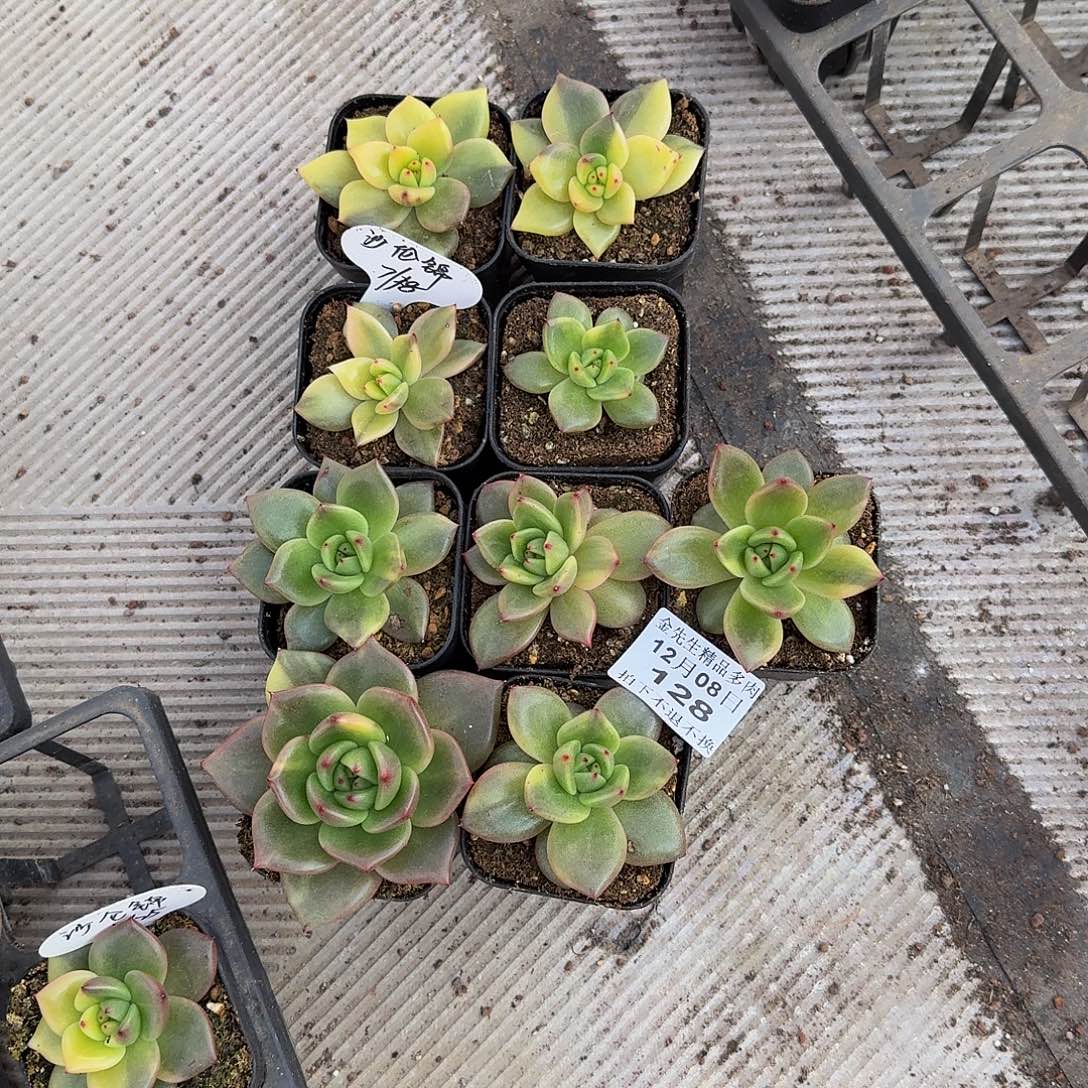 嘟***噜1208-129砂轮锦7颗