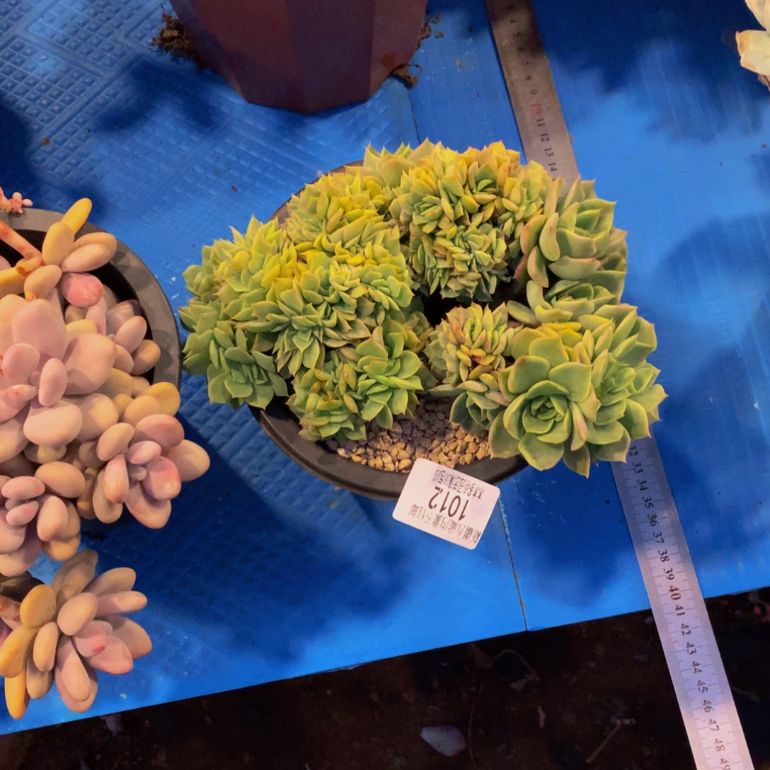 L**.1012缀化多肉