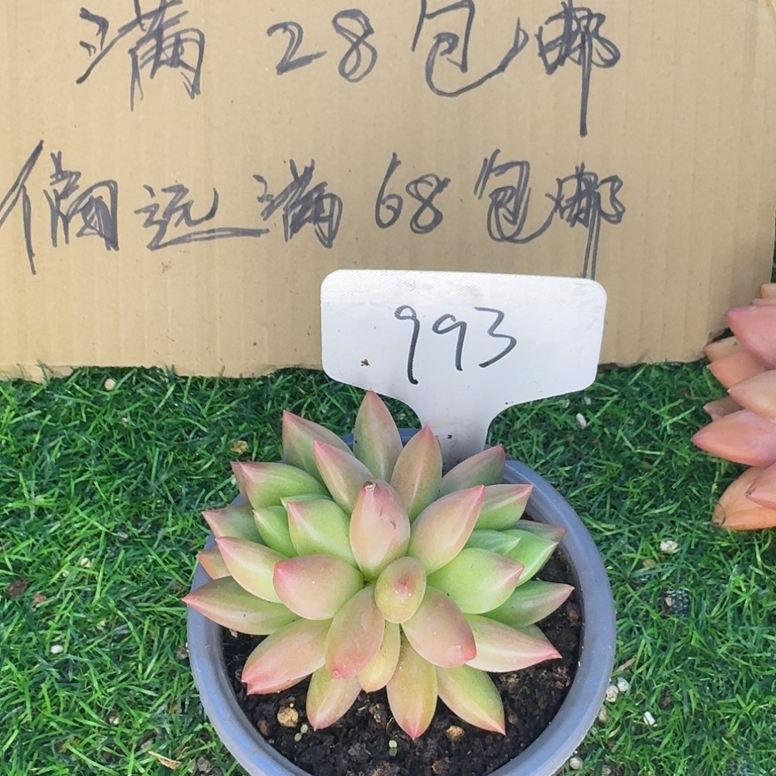 云南多肉小栈米其林993