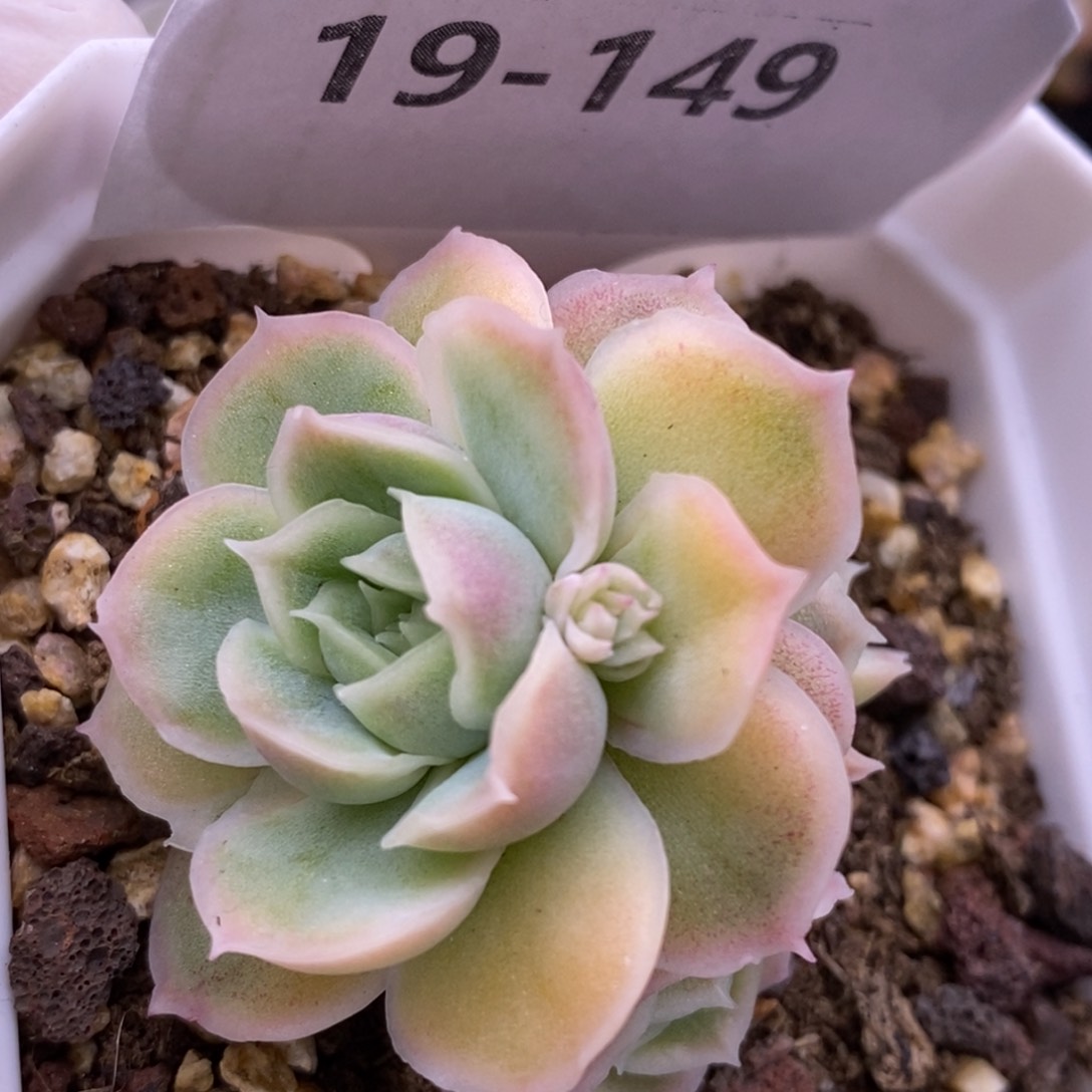 【闪购商品】19-149