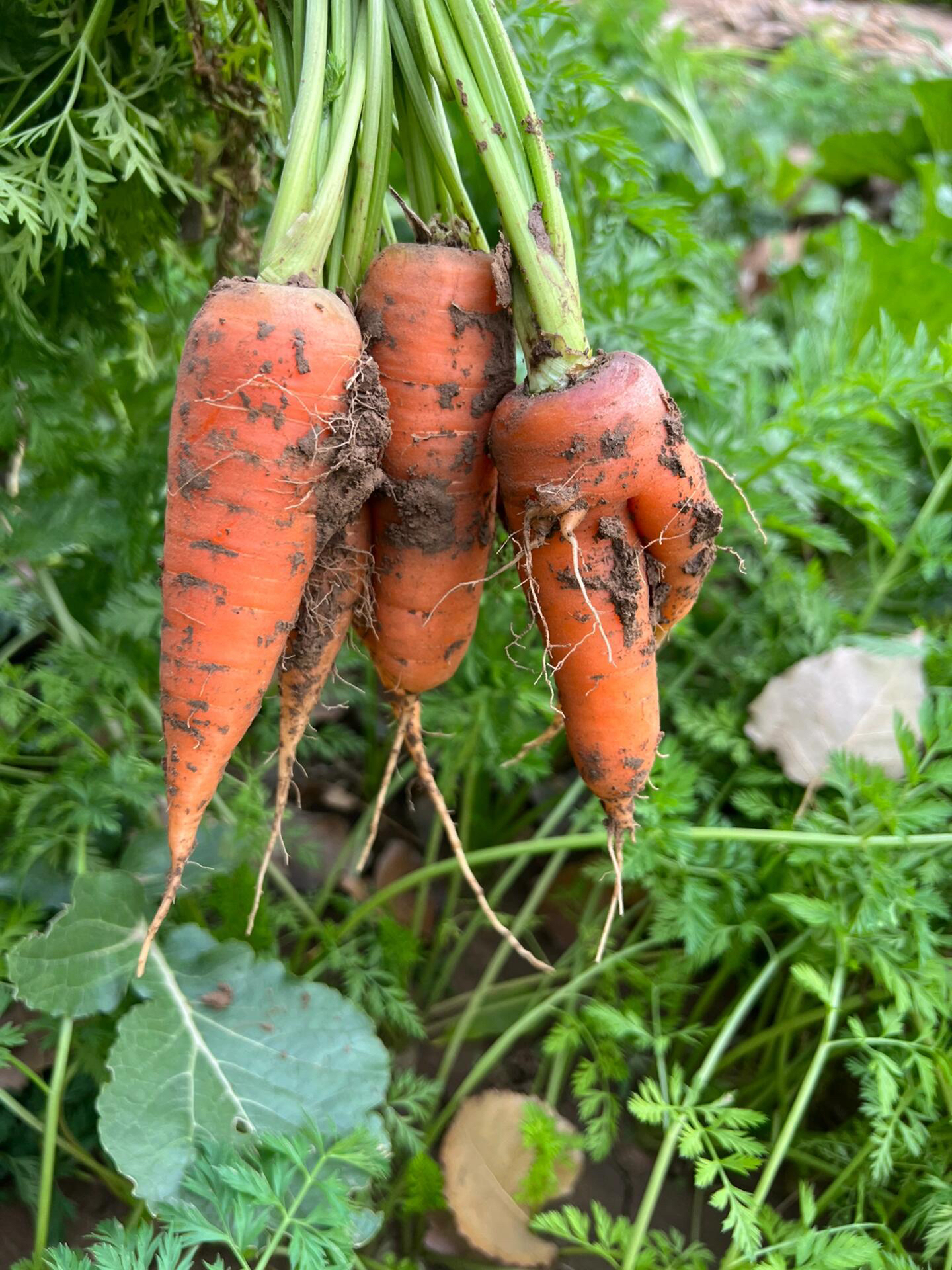乡村生鲜 农家田野新鲜采摘胡萝卜链接（不支持无理由退货）