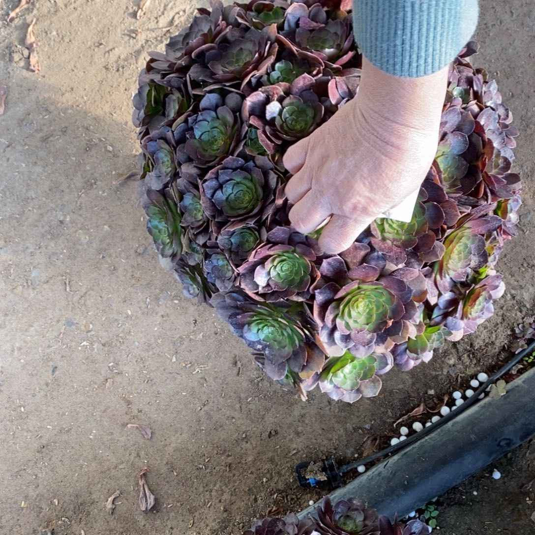 j***a3321号万圣节多肉3321号