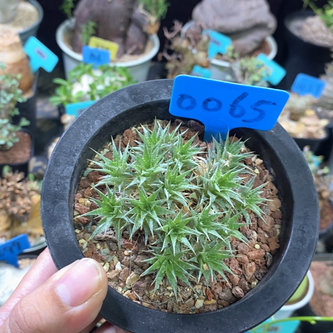 坨坨凤多肉植物一个