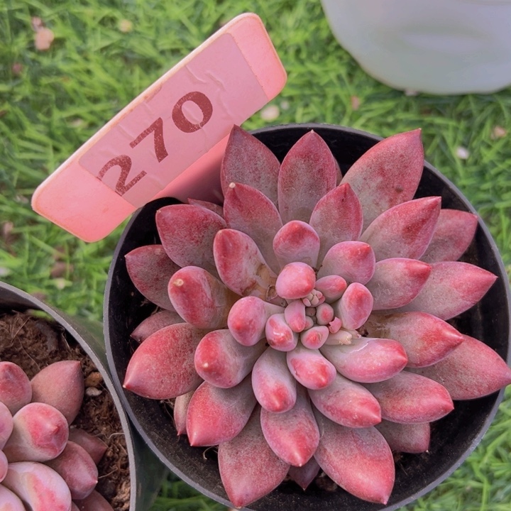 健健康康平平安安