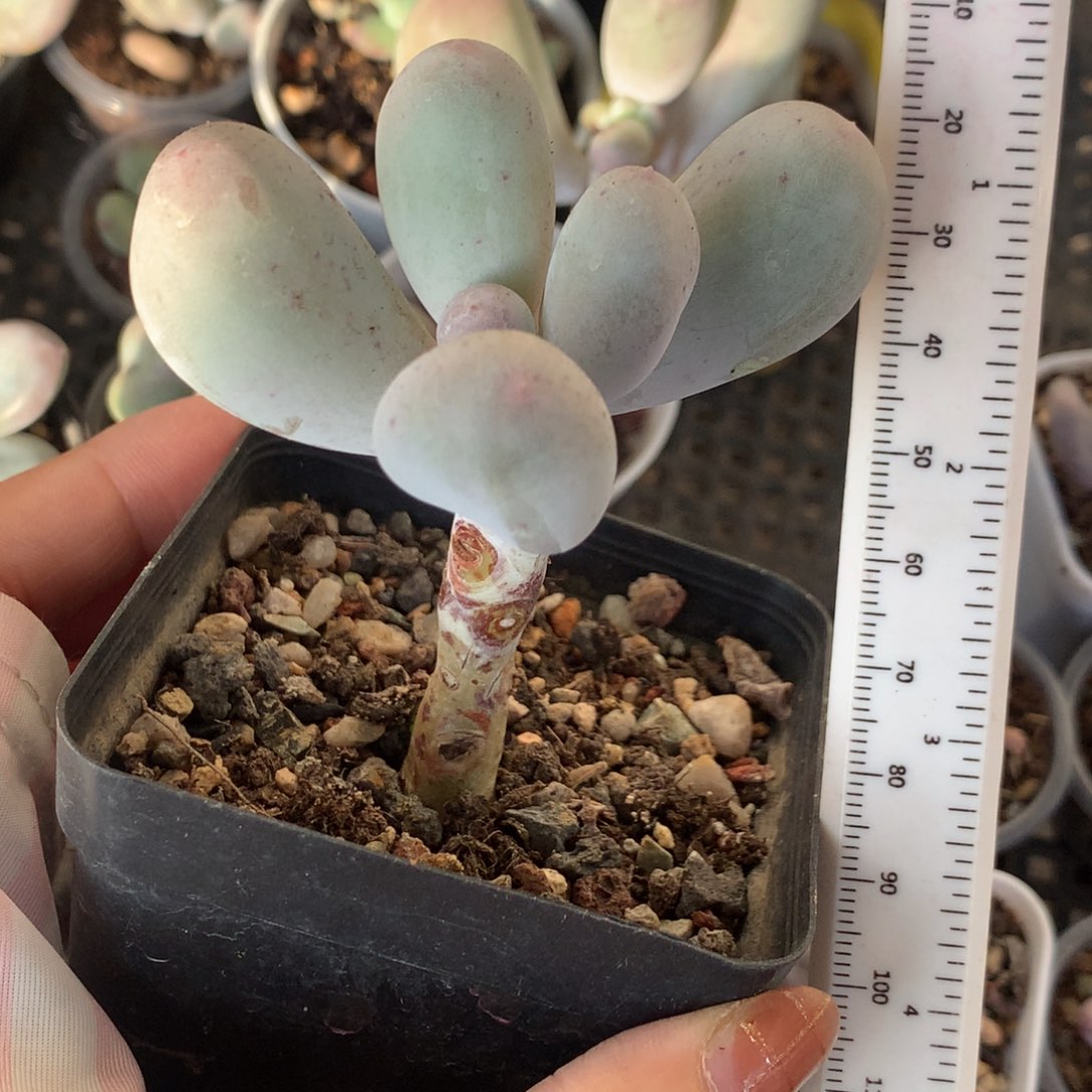 24.7米可奶 不满28发到付 发一片叶 