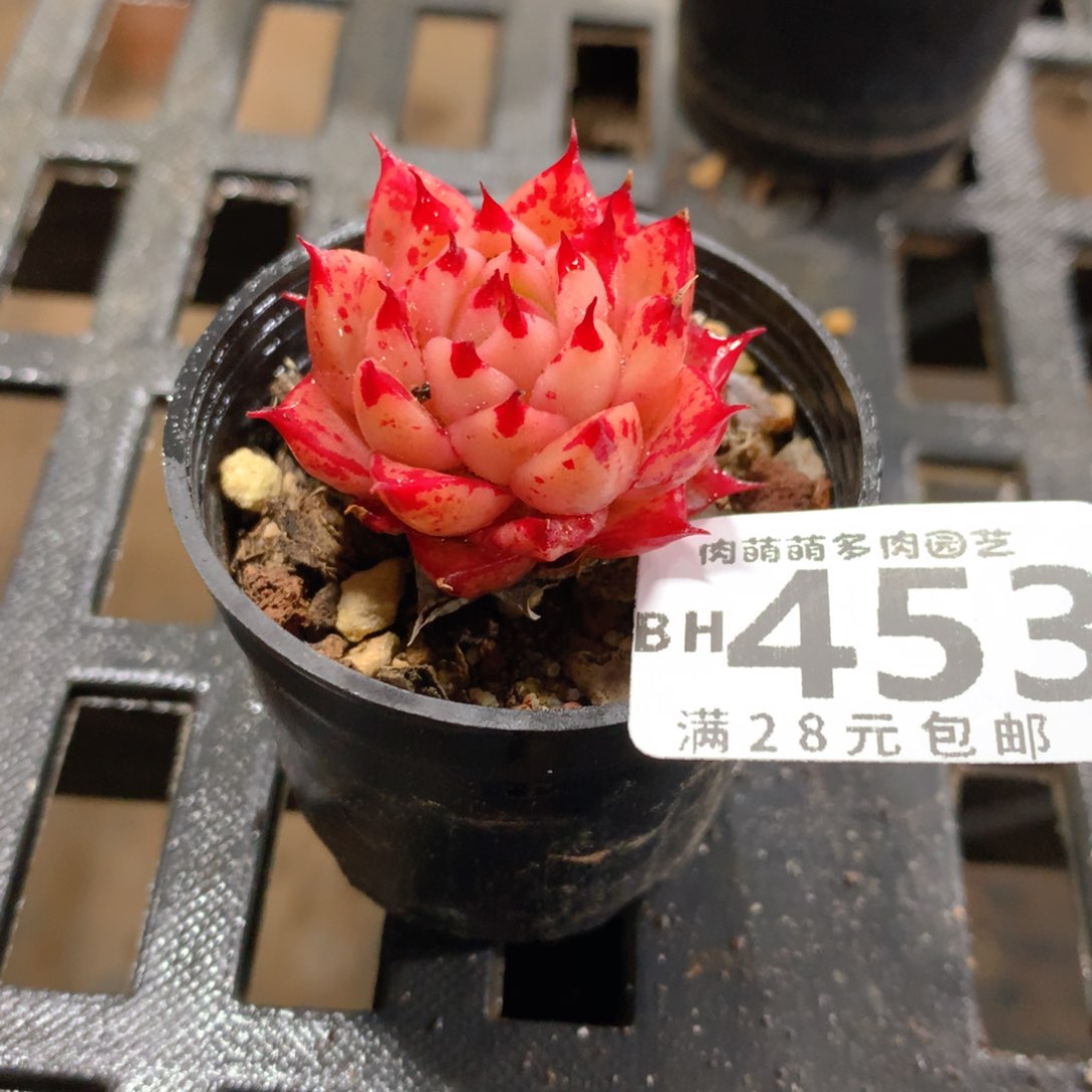 肉萌萌5cm拇指盆精控多肉BH453